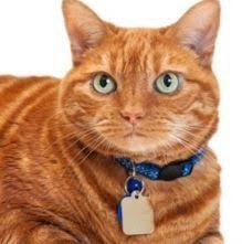 Bird Safe Cat Collar Pattern The Best Cat Collar A Review How To Live With Cats Cat Collars Cool Cats Cat Leash