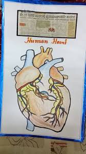 Human Heart Select from premium human heart of the highest quality. human heart