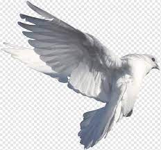 While declaring the cryptocurrency haram or halal it must be checked on transaction to transaction basis. Haram Png Images Pngwing