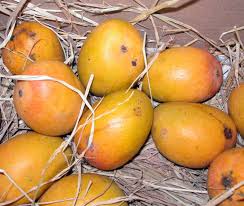 We did not find results for: Top Indian Fruit Plants Chhajedgarden Com