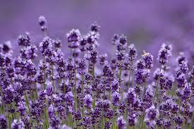 Stauden Und Krauter Kramer And Kramer Lavendel Pflegeleichter Garten Pflanzen