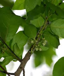 Image result for Diospyros loureiriana
