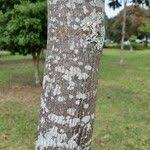 Image result for Centrolobium robustum