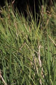Image result for Echinochloa pyramidalis