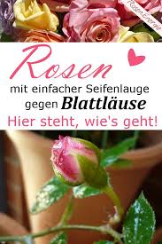 Rosen Blattlause Mit Seifenlauge Bekampfen In 2020 Blattlause Rosen Schadlinge Im Garten Rosen Pflanzen