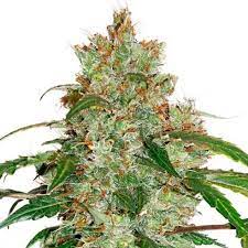 28.03.2021 · sweet and sour widow is an indica dominant hybrid (70% indica/30% sativa) strain created through crossing the classic white widow with an unknown indica dominant hybrid strain. Cbd Auto White Widow Samsara Seeds Root Catalog