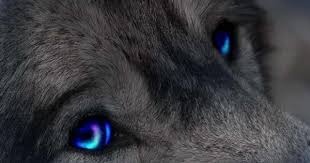 Blue Eyed Wolf Desktop Nexus Wallpapers Wolf With Blue Eyes Wolf With Red Eyes Wolf Eyes