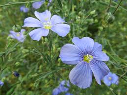 Image result for Linum