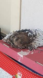 kumrunun balkona yuva yapmasi uludag sozluk