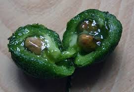 Image result for Maerua cafra