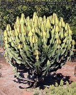Image result for Euphorbia cooperi