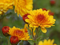 Winterharte Chrysanthemen Furs Beet Chrysanthemen Winterhart Chrysantheme