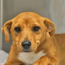 Dogs And Puppies For Adoption In San Diego Helen Woodward Animal Center Puppy Adoption Dogs And Puppies Dog Adoption
