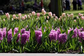 Maybe you would like to learn more about one of these? Layer Flower Bulbs This Fall For Spectacular Blooms In Spring Lasagna Gardening Hgtv