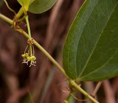 Image result for Smilax anceps