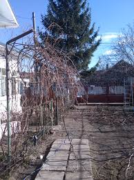 Vita de vie pe bolta pentru umbra. Operatiunea Bolta Cu Vie 1 La Noi In Batatura