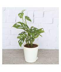 It has the reputation of being one of the easiest houseplants. Ugaoo Philodendron Broken Heart Plant With Self Watering Pot Buy Ugaoo Philodendron Broken Heart Plant With Self Watering Pot Online At Low Price Snapdeal