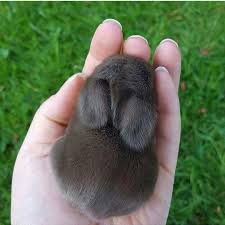 Cuteanimals Sevimli Bebekler Sevimli Kopek Yavrulari Hayvan Yavrusu