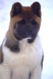 Browse thru our id verified puppy for sale listings to find your perfect puppy in your area. Japanese Akita Puppies For Sale Near Me Cheap Buy Online