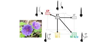 Image result for Geranium aculeolatum