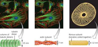 Cell wall, chloroplast and large vacuole is only present in plant cell. Unique Characteristics Of Eukaryotic Cells Microbiology