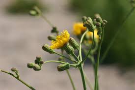 Image result for Sonchus bipontini