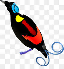 1.cendrawasih kuning burung cenderawasih merupakan anggota famili paradisaeidae dari ordo passeriformes. 20 Vektor Burung Cendrawasih Png Terbaru Burungjalak