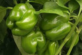 Despite its short growing season, plants are prolific producers, yielding a dozen or more peppers. Pepper Varieties That Are Easy To Grow