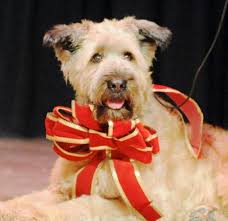 Freddy Awards 2013: Bangor Area High School to perform 'Annie'