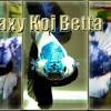 Marble fighting fish, marble betta marble, 10 beautiful fishes. Https Encrypted Tbn0 Gstatic Com Images Q Tbn And9gcrr8kxtp1vdq5nlsyrfmngaqqnft8ekel5ymevtlpqm3o3cc8xy Usqp Cau