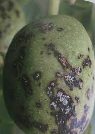 Image result for antraknóza ořešáku