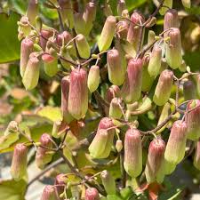 Image result for Kalanchoe pinnata