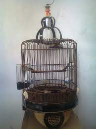 Cara / proses membuat sangkar burung sangkar burung model sederhana yang terbuat dari cara membuat tebok sangkar bambu menjadi bulat/melingkar #cara membuat ring sangkar bambu burung #sangkar tutorial membuat sangkar burung follow @ryan_19ar tag : Modifikasi Sangkar Harian Untuk Pleci Ala Om Donichsan Om Kicau