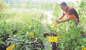 Ribut yg berlaku baru2 ini menyedarkan penduduk tentang bahayanya membiarkan pokok membesar berdekatan dgn rumah. Nurseri Dorong Bersara Awal