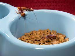American Cockroaches Control Facts Information
