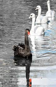 Black And White Swan Black White Swans Black And White