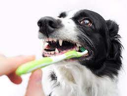 An untreated dental disease is not only painful for your pet, but can also lead to many other problems such as liver, kidney, and heart infections. Hadley Pet Dentists Dog Teeth Cleaning