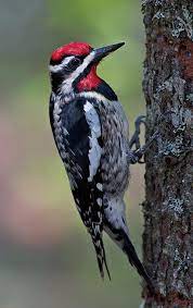 Generally a bird of the understory in mature forest, often around patches of rhododendron. Yellow Bellied Sapsucker Minnesota Breeding Bird Atlas