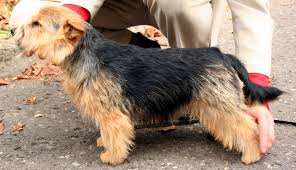One of the smallest terriers, these dogs are generally healthy, but are relatively rare. Norwich Terrier