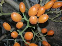 Image result for Crinum rautanenianum