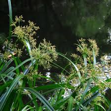 Image result for Rhynchospora corymbosa
