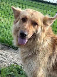 🏡 HOME FOUND…Sheeba liver GSD looking...