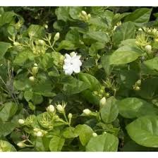 Via tokopedia genus dari tanaman berbunga dalam keluarga begoniaceae. Jual Bibit Tanaman Bunga Melati Putih Harum Wangi Bibit Biji Benih Cups Shopee Indonesia