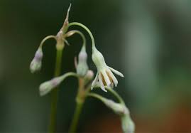 Image result for Tulbaghia acutiloba