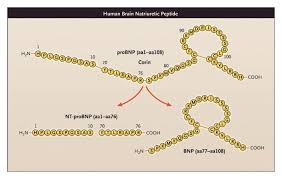 Image result for Nesiritide