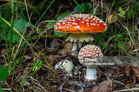 Image result for Rangaeris muscicola