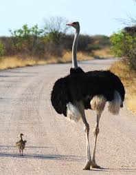 Bird That Looks Like An Ostrich Father And Son Animals Baby Ostrich Animals Wild