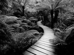 Experiment with exposure to create impactful black and white photos. Black And White Feelinartsy