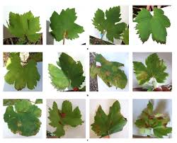 Image result for peronospora grapevine