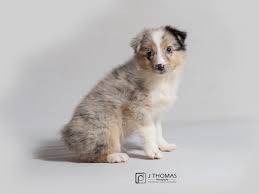 Blue merle miniature australian shepherd puppies. Miniature Australian Shepherd Dog Female Blue Merle 3189876 Petland Topeka